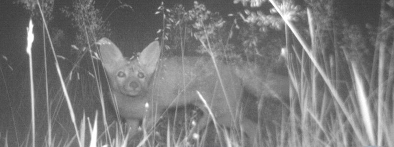 Fuchs im Velldensteiner Forst